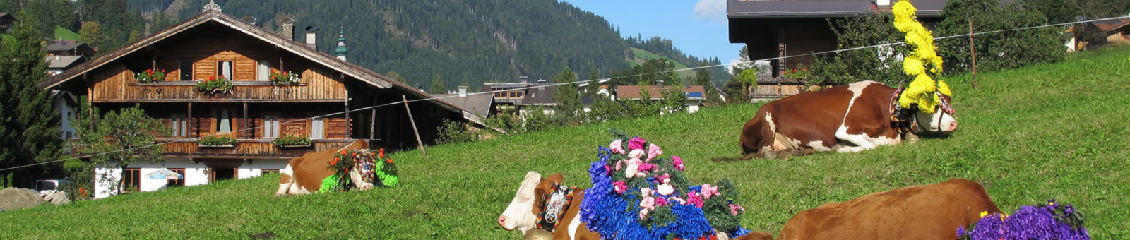    Cattle drive in Wildschönau 